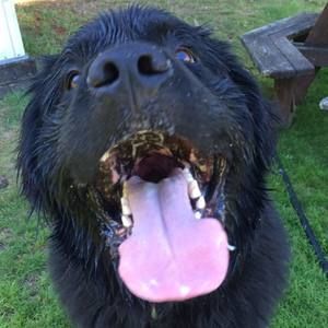 Meet your Posher, Dwane